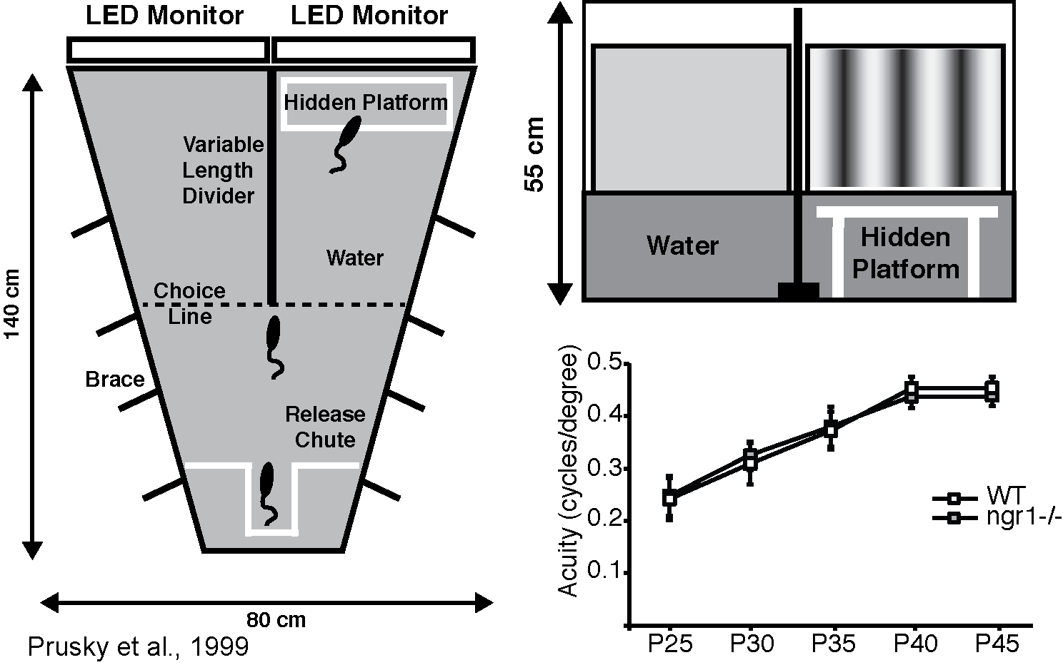 Behavioural metrics of visual acuity (The visual water task)